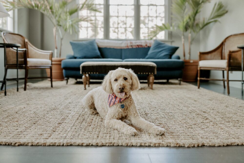 dog on rug indoors