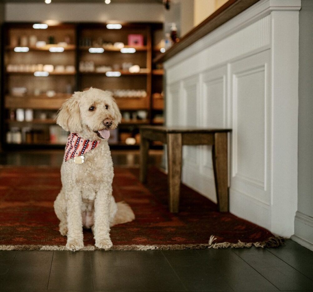 A goldendoodle sitting in the lobby of The Harbor Front Inn.