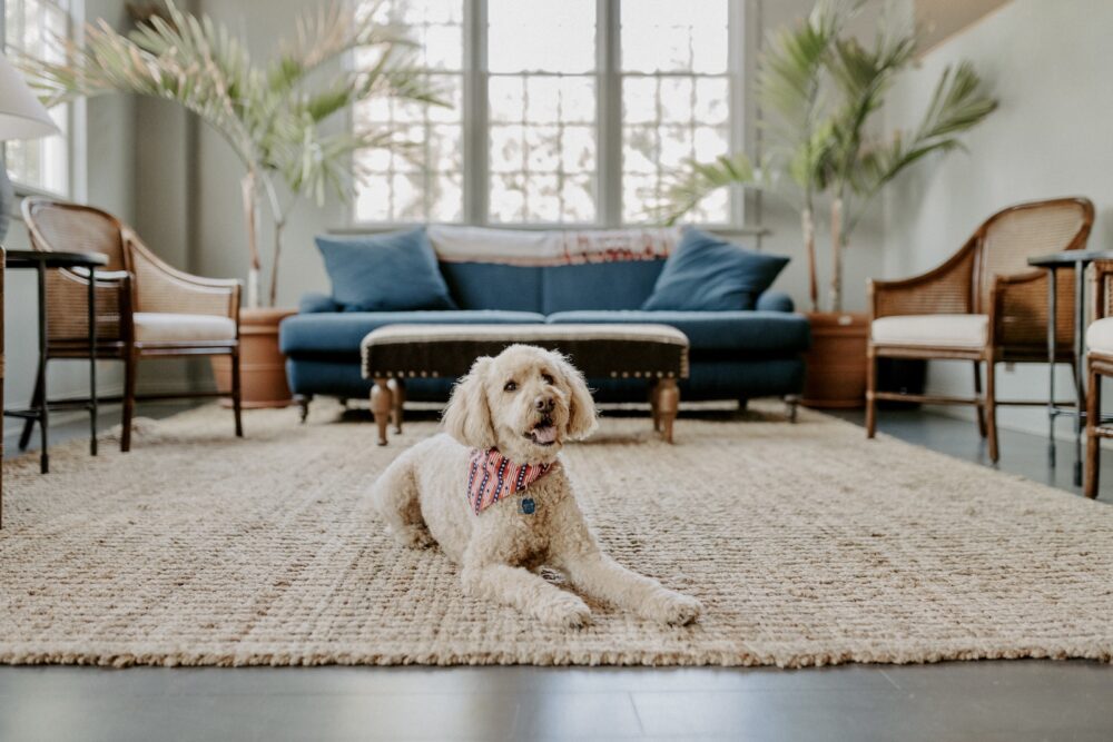 A golden doodle lying down in the lobby of The Harbor Front Inn.