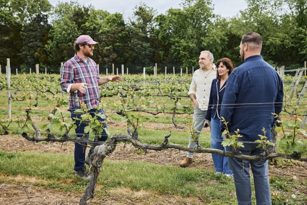 A tour on a vineyard in Greenport.