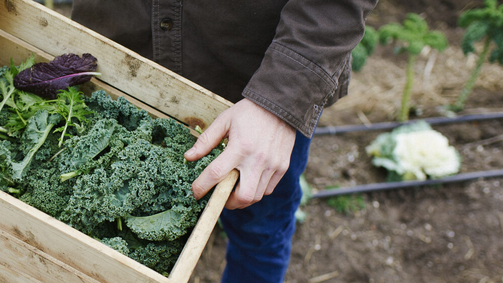 A farmer holding a box of kale and other assorted veggies, from KK Farms in Greenport, NY.