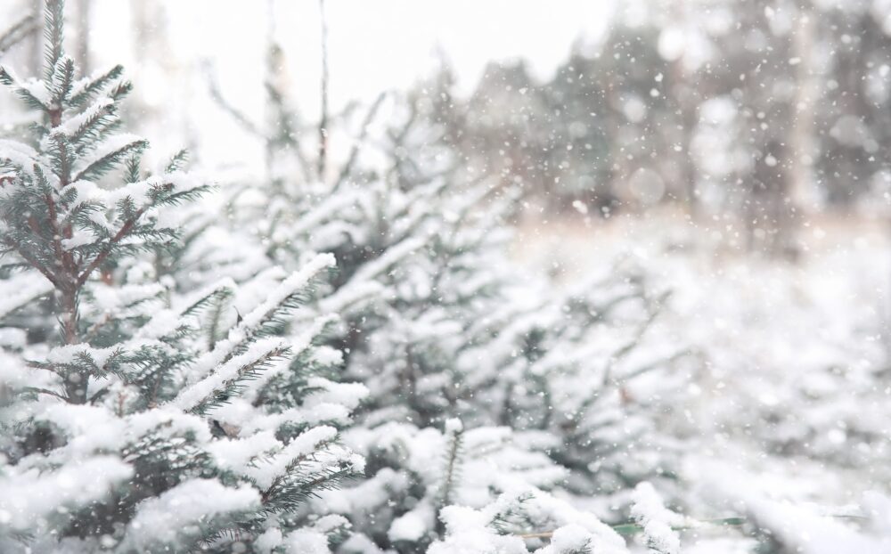 Winter forest. Landscape of winter forest on a sunny day. Snow-covered trees and Christmas trees in the forest. Branches under the snow. Bad snowy weather cold day.