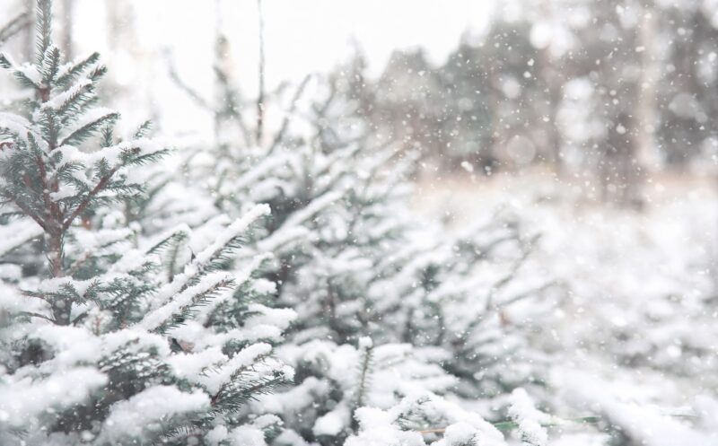 Winter forest. Landscape of winter forest on a sunny day. Snow-covered trees and Christmas trees in the forest. Branches under the snow. Bad snowy weather cold day.